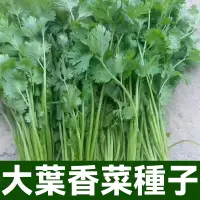 在飛比找蝦皮購物優惠-泰国大葉香菜種子 芫荽種子 四季香菜種子 小葉香菜種子香菜種