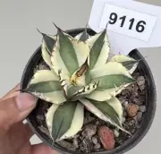 Agave titanota 'Snaggletooth'(Marginata Aurea) Random Self Rooted 1/3/5pcs