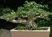 Bonsai Premna Microphylla | Bonsai Tree | Bonsai Premna | Bonsai Juniperus