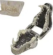 Transparent Dog Dental Teeth Model, Canine Animal Anatomical Tooth Model for Veterinary Office Educational Tool