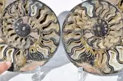 Large Black Ammonite PAIR 225mm Crystals 110myo Dino age FOSSIL XXXL 8.9" 9194cc