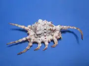 Lambis scorpius (Linnaeus,1758) "WHITE DORSUM" (130.6mm)