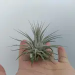 小原多肉.小精靈變異.TILLANDSIA IONANTHA VAR. IONANTHA .空氣鳳梨