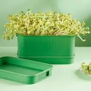 2 Pieces Seed Sprouts Trays Versatile Nursery Tray Sprout Planting Container