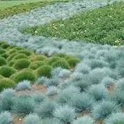 FESTUCA GLAUCA Varna Blue Fescue Grass 100 Seeds Shade Drought