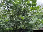 Buy Fig Fruit Tree - Celeste, Ficus carica