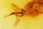 Fungus gnat Mycetophilidae with Eggs & More Fossil inclusion Baltic amber #12348