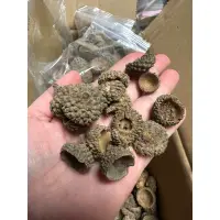 在飛比找蝦皮購物優惠-橡果殼 橡果帽 殼斗帽 天然素材 戳戳樂材料 手工藝品材料 