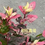 初花農場3店｜彩葉朱槿｜5寸盆｜室外植物｜～定價200特價150