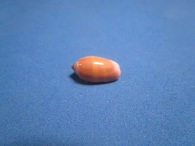 Oliva carneola f. violacea (Prior,1975) "NICE!" (15.9mm)