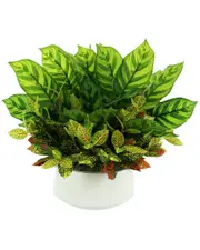 Creative Displays Outdoor Croton And Maranta Bush
