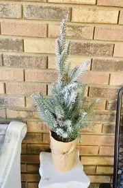 Tree Med - Iced Pine