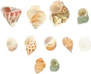1 Set Hermit Crab Shells Hermit Crab Supplies Hermit Crab House Crab Shell Ornam