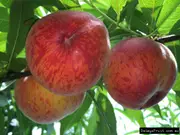 Buy Dwarf peach Trees - Grafted Stone Fruit for sale