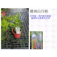 在飛比找蝦皮購物優惠-德州山月桂(香花紫藤)【新中港花卉】藍花 紫藍花 串