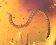 Detailed Diplopoda (Millipede). Fossil inclusion in Burmese Amber