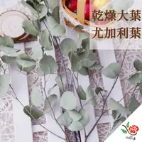 在飛比找PChome24h購物優惠-【極度花燥】乾燥大葉尤加利葉