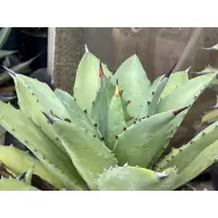 在飛比找蝦皮購物優惠-多肉植物 龍舌蘭 agave 雲流（嚴龍交種鸚鵡嘴）