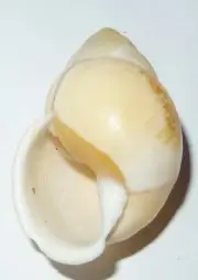 Amphidromus heerianus SINISTRAL - Indonesian Land Snail Shell 41.1mm F++ #7238