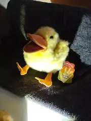 New With Tags Folkmanis Duck Duckling Plush Puppet Adorable