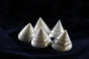 Pearl Sea shell Trocha for Beach Wedding Decor Curiosity Cabinet from Porto