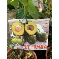 在飛比找蝦皮購物優惠-皇家一號酪梨🥑嫁接苗一棵1500黑貓宅配貨到付款