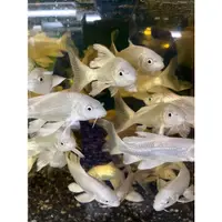 在飛比找蝦皮購物優惠-【山川水族工作室】白金蝴蝶龍鯉/魚餌飼料