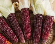 CORN 'Red Aztec' seeds