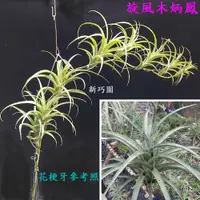 在飛比找蝦皮購物優惠-【新巧園】空氣鳳梨 旋風木柄鳳 Tillandsia fle