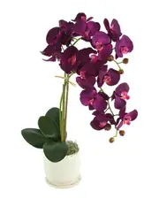 Creative Displays Orchid Arranged In Ceramic Pot