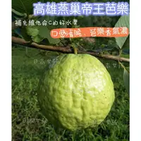 在飛比找蝦皮購物優惠-臺灣小農-【高雄燕巢頂級冠軍帝王芭樂青農阿正】果肉厚實脆甜口