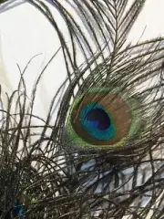 Peacock Feathers over 65 in Lot
