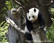 Panda at the San Diego Zoo, San Diego, California - Color Photo Print