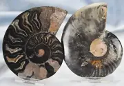 Large Black Ammonite Pair Crystasl 106mm 110myo Dino age FOSSIL 4.2" n2336yy