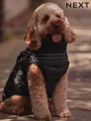 Black Harness Dog Coat (B54291) | $45 - $53