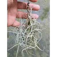 在飛比找Yahoo!奇摩拍賣優惠-綠房子空氣鳳梨  迷你型黃色香花 Tillandsia cr