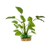 Aqua One Plastic Plant Anubias with Gravel Base L