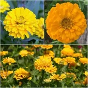 Zinnia - Canary Bird (Canary Yellow) seeds