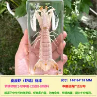 在飛比找蝦皮購物優惠-真實海洋生物標本幼兒園兒童科普螃蟹海星海螺烏龜章魚熱帶魚龍蝦