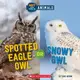 Hot and Cold Animals: Spotted Eagle-Owl or /Scholastic出版社旗艦店