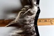 ASSORTED FEATHER FRINGE TRIM DOUBLE SIDED POLY 5 INCHES WIDE BY THE YARD