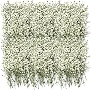 JCQMZB 100 Pcs Dried Babys Breath Flowers Bulk Ivory White Babys Breath Real Pressed Flowers Natural Gypsophila for Resin Wedding Art Craft DIY Invitations Scrapbooking Card