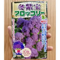 在飛比找蝦皮購物優惠-城禾農產🍃 日本冬紫寶紫花筍種子 2粒 日本紫花筍種子 紫花