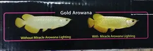 【西高地水族坊】新加坡仟湖 神奇龍魚燈系列 LED超強水中神奇美光燈 過背金龍專屬 143cm 5尺