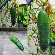 Cucumber - Marketmore seeds (BULK)