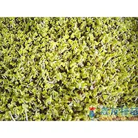 在飛比找蝦皮購物優惠-《農友種苗》芽菜種子 SPR-032 葫蘆巴豆1kg