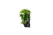 Maze Three Tier Vertical Garden (6 pots)