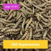 500 Large Superworms - Free Shipping, Live Arrival Guarantee - Best on eBay!