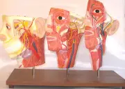 3 human head superficial muscle blood vessel nerve anatomical dissection model