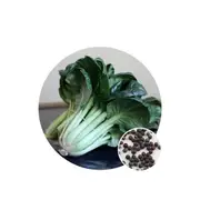 Tatsoi Black Knight - Seed Packet - Organic Seeds - Spring - Autumn